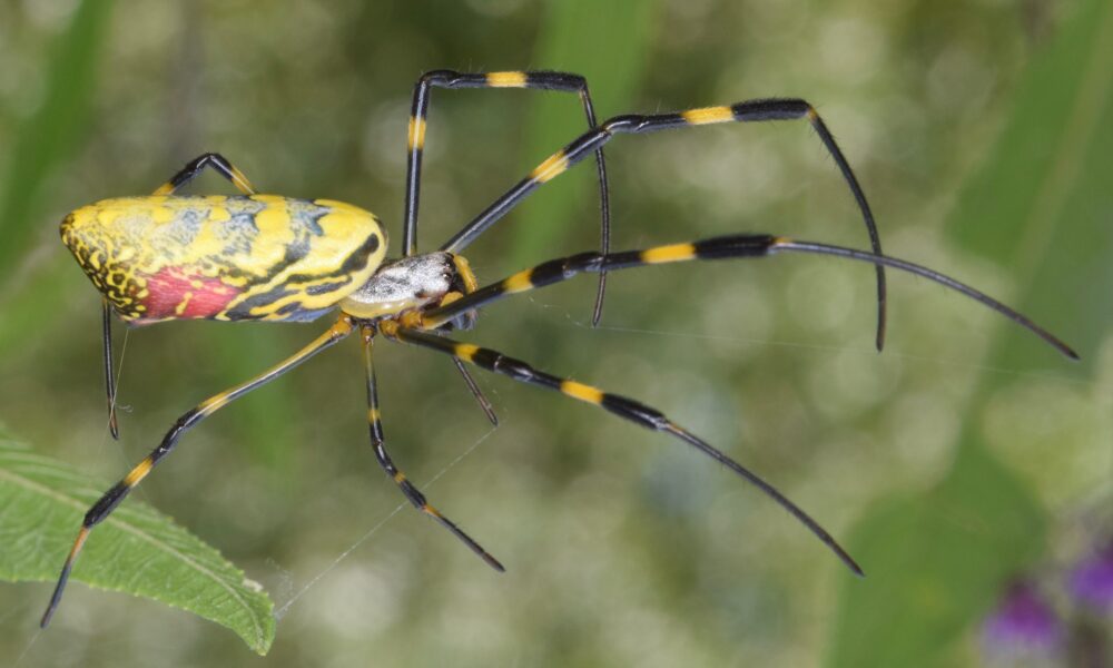 joro spider