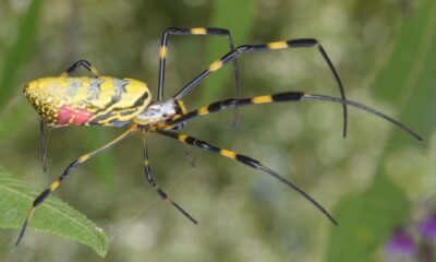 joro spider