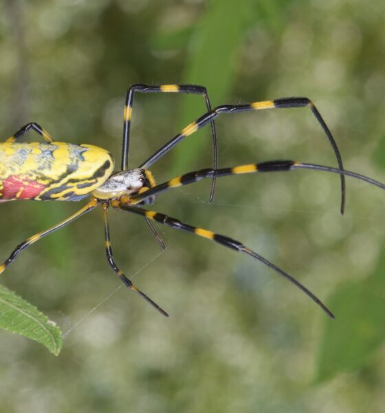 joro spider
