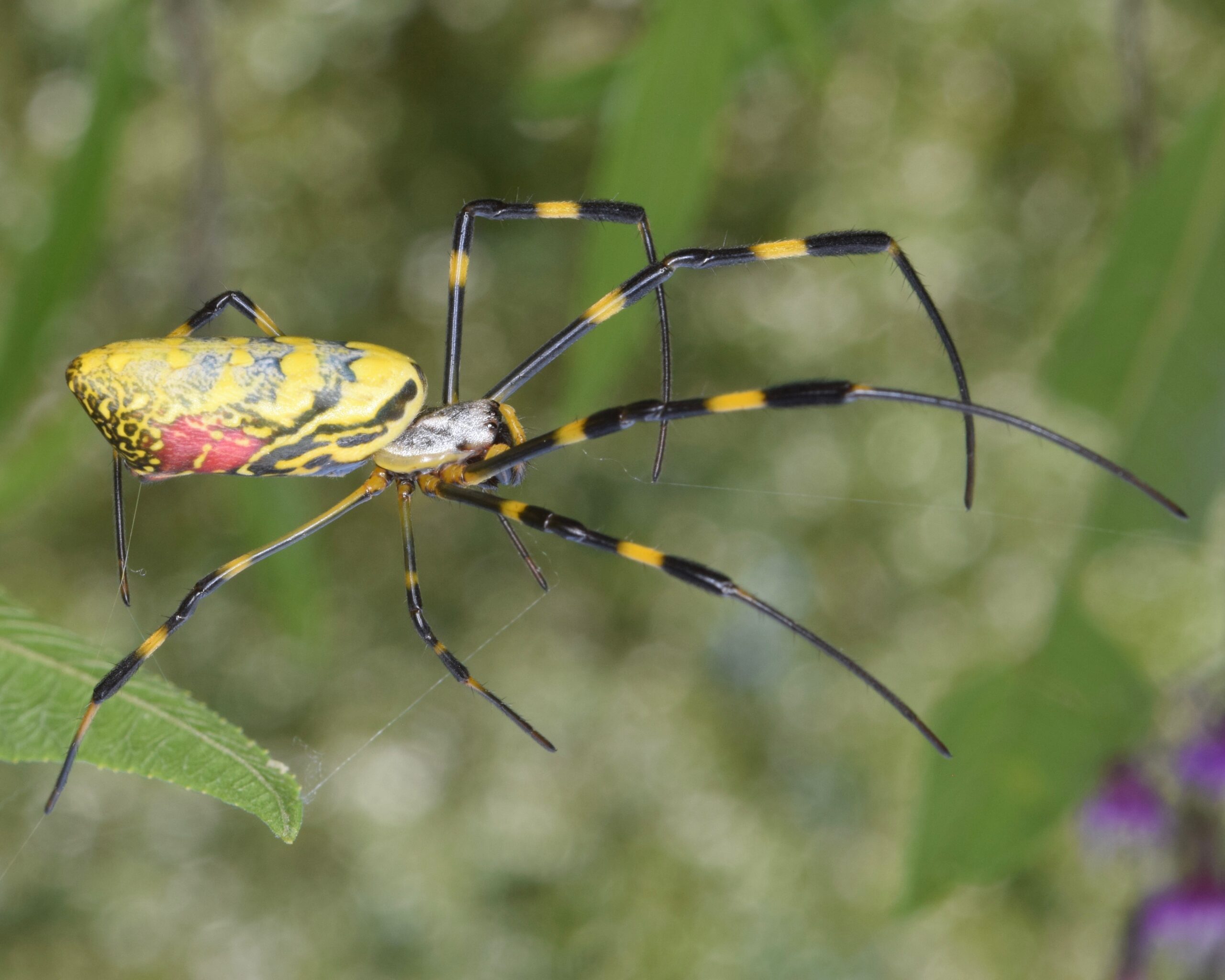 joro spider